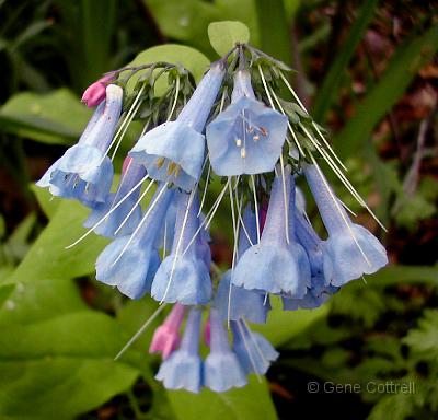 Virginia Blue-bell - Mertensia.jpg